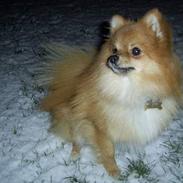 Pomeranian Zimba