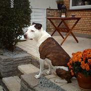 Amerikansk staffordshire terrier Charlie