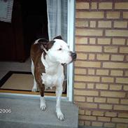 Amerikansk staffordshire terrier Charlie