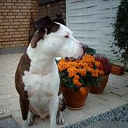 Amerikansk staffordshire terrier Charlie