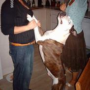 Amerikansk staffordshire terrier Charlie