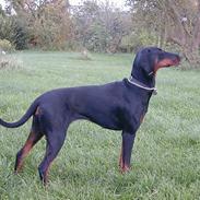 Dobermann TORONTOS ROXIE