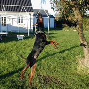 Dobermann TORONTOS ROXIE