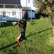 Dobermann TORONTOS ROXIE