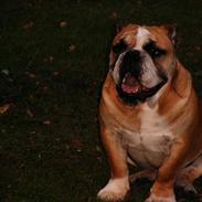 Engelsk bulldog Gustav