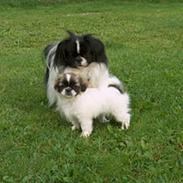 Tibetansk spaniel Kri Kris Garson (Pepe)
