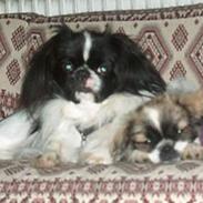 Tibetansk spaniel Kri Kris Garson (Pepe)