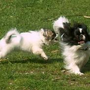 Tibetansk spaniel Kri Kris Garson (Pepe)