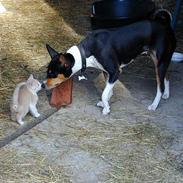 Basenji Atlanta de la Mercedes