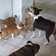 Basenji Atlanta de la Mercedes