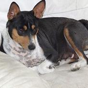 Basenji Atlanta de la Mercedes