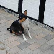 Basenji Atlanta de la Mercedes