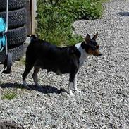 Basenji Atlanta de la Mercedes