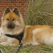 Eurasier Tacia