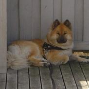 Eurasier Tacia