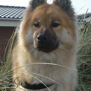 Eurasier Tacia