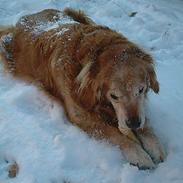 Golden retriever Lasse *RIP*