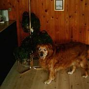 Golden retriever Lasse *RIP*