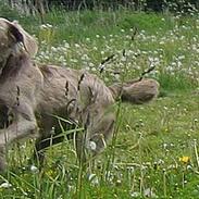 Weimaraner Biggi