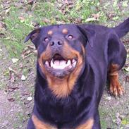 Rottweiler Nico