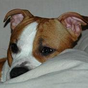 Amerikansk staffordshire terrier kenzo