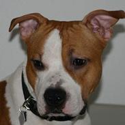 Amerikansk staffordshire terrier kenzo