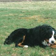 Berner sennenhund kenzo