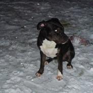 Amerikansk staffordshire terrier Coco Chanel :)