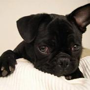 Blanding af racer Fr. bulldog/mops Sveske