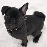 Blanding af racer Fr. bulldog/mops Sveske
