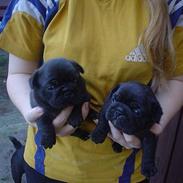 Blanding af racer Fr. bulldog/mops Sveske