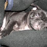 Blanding af racer Fr. bulldog/mops Sveske