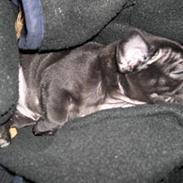 Blanding af racer Fr. bulldog/mops Sveske