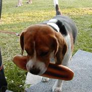 Beagle Walther 