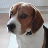 Beagle Walther 