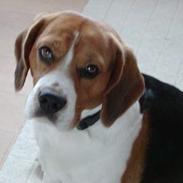 Beagle Walther 
