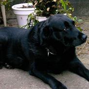 Labrador retriever Maxi (¯`v´¯) (R.I.P)