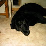 Labrador retriever Maxi (¯`v´¯) (R.I.P)