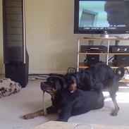 Rottweiler sascha og tyson