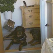 Rottweiler sascha og tyson