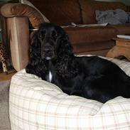 Cocker spaniel Coco