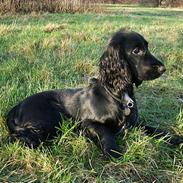 Cocker spaniel Coco