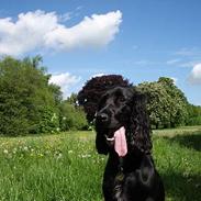 Cocker spaniel Coco