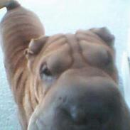 Shar pei Coco