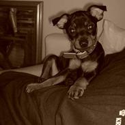 Dvaergpinscher Baby Neela *Kiwa*