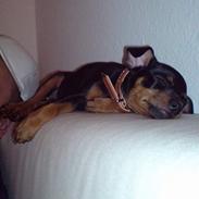 Dvaergpinscher Baby Neela *Kiwa*