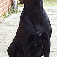 Blanding af racer Chili