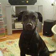 Blanding af racer Chili