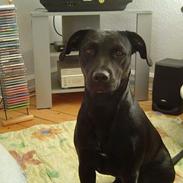 Blanding af racer Chili