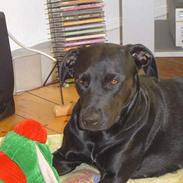 Blanding af racer Chili